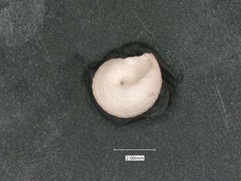 Media type: image;   Malacology 7574 Description: dry;  Aspect: BAS